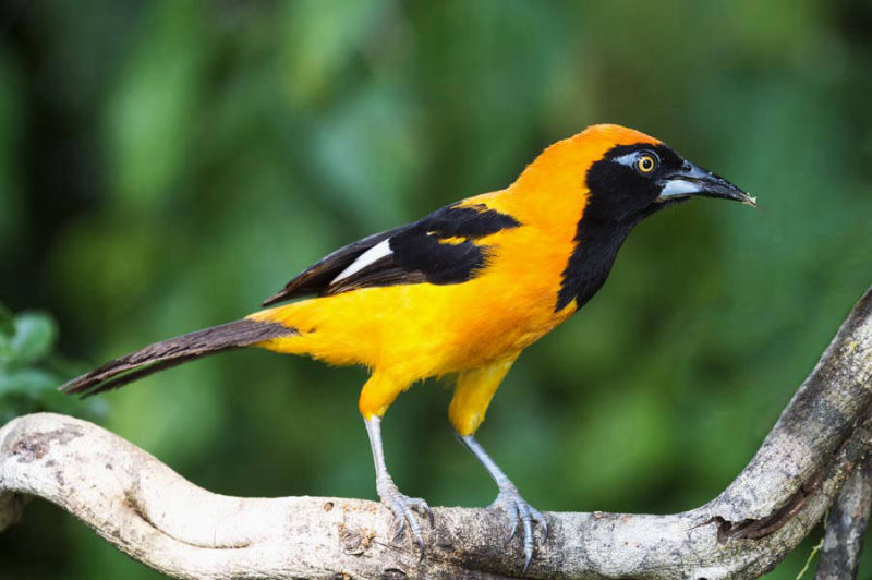 The Orange-backed Troupial (Icterus croconotus)